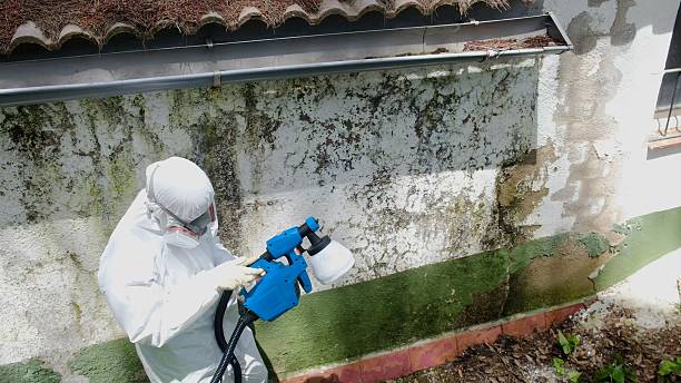 Top rated local Attic Mold Remediation specialists in Bryantown, MD